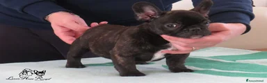 Bulldog Francese Cucciolo 2
