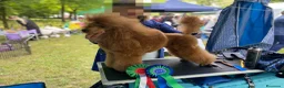 Barboncino cani per accoppiamento: Disponibile per monte Barbone nano Red  a Provincia di Bergamo - Annuncio 7