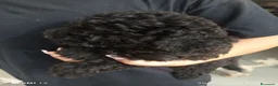 Barboncino cani in vendita: Barboncino nano nero  - Annuncio 8
