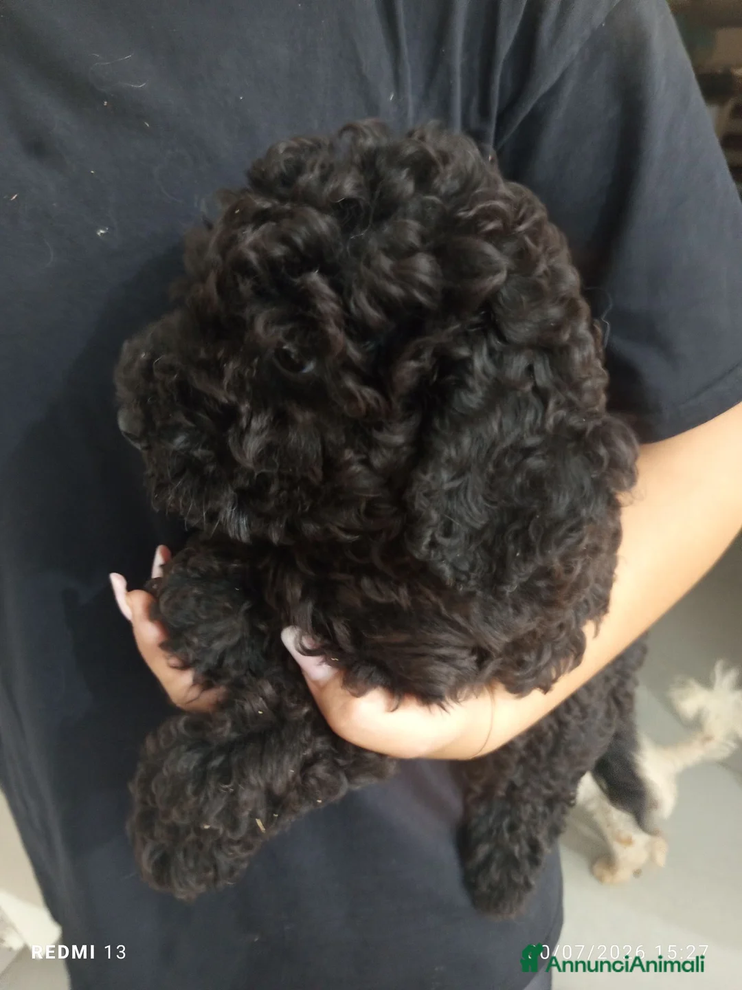 Barboncino cani in vendita: Barboncino nano nero  - Annuncio 8