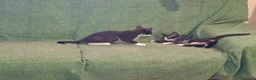 Meticcio gatti in regalo: Margot e Lupin, 2 mesi, mici cercano casa  - Annuncio 7