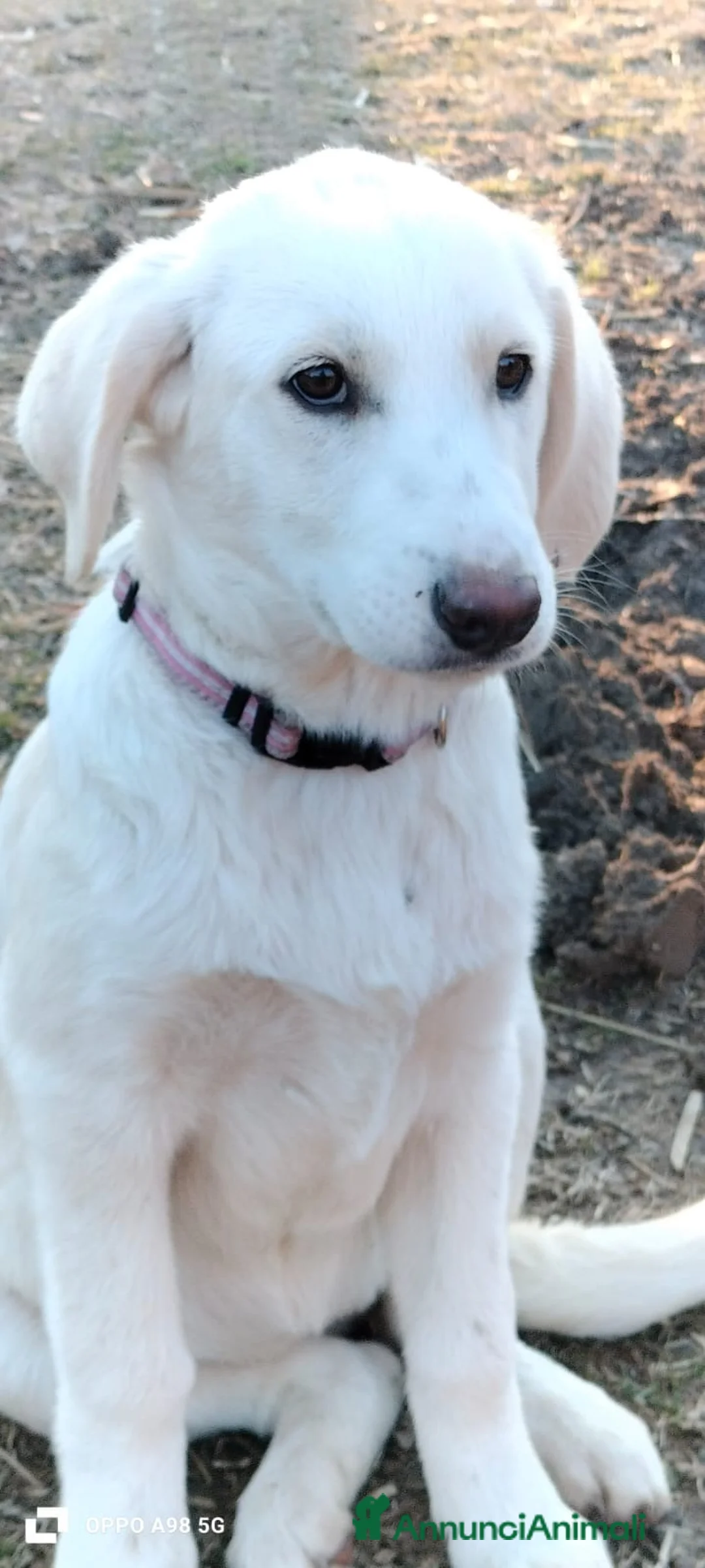 Meticcio cani in regalo: Danny e Sandy 4 mesi e mezzo tg medio abbondante  - Annuncio 6