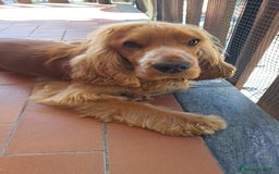 Cocker cani per accoppiamento: Cocker Spaniel maschio pronto per accoppiamento  - Annuncio 4