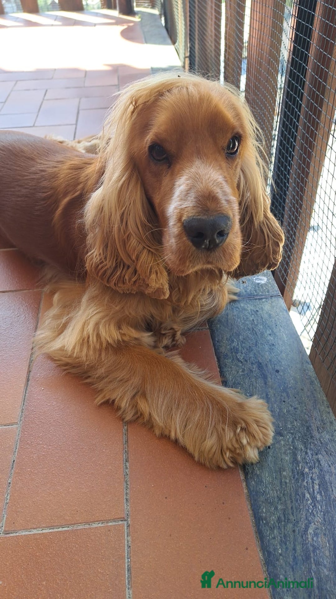 Cocker cani per accoppiamento: Cocker Spaniel maschio pronto per accoppiamento  - Annuncio 4