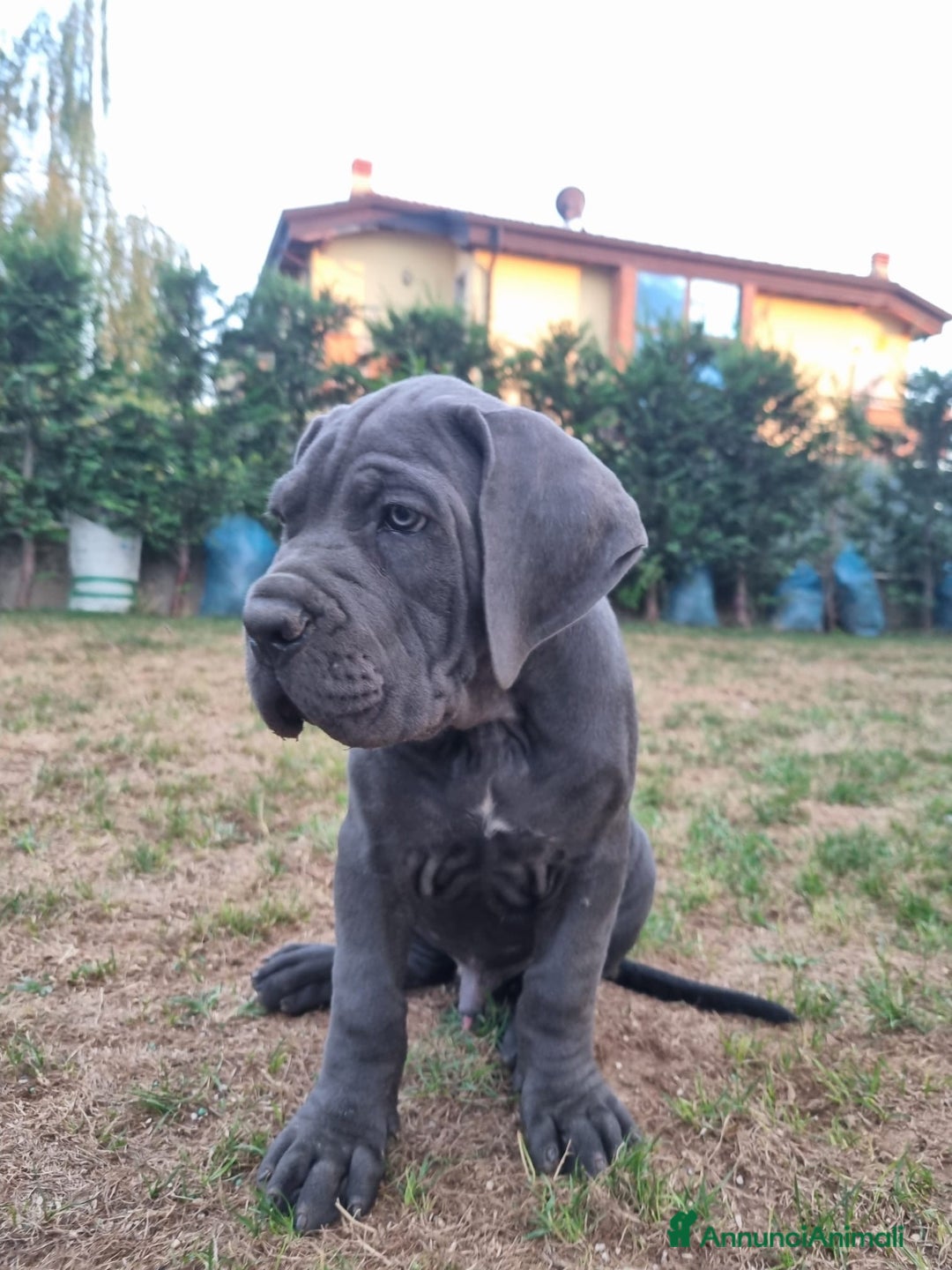 Cane Corso cani in vendita: Bellissimo cucciolo grigio di cane corso  a Provincia di Verona - Immagine 3