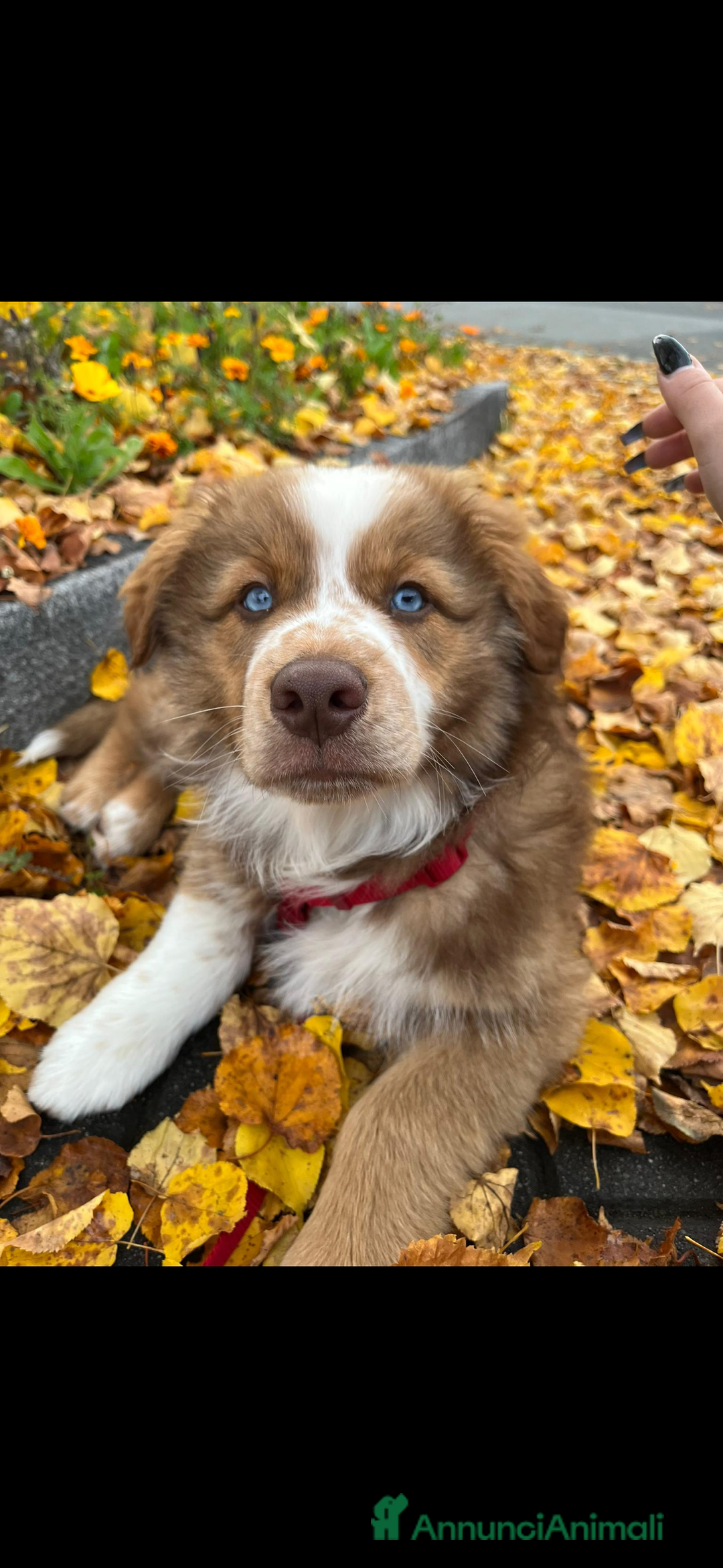 Australian Shepherd cani per accoppiamento: Pastore australiano, 3 anni, stallone - Annuncio 15