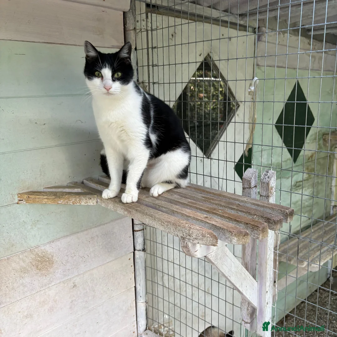 Europeo gatti in regalo: Gattina bianca e nera - Annuncio 3