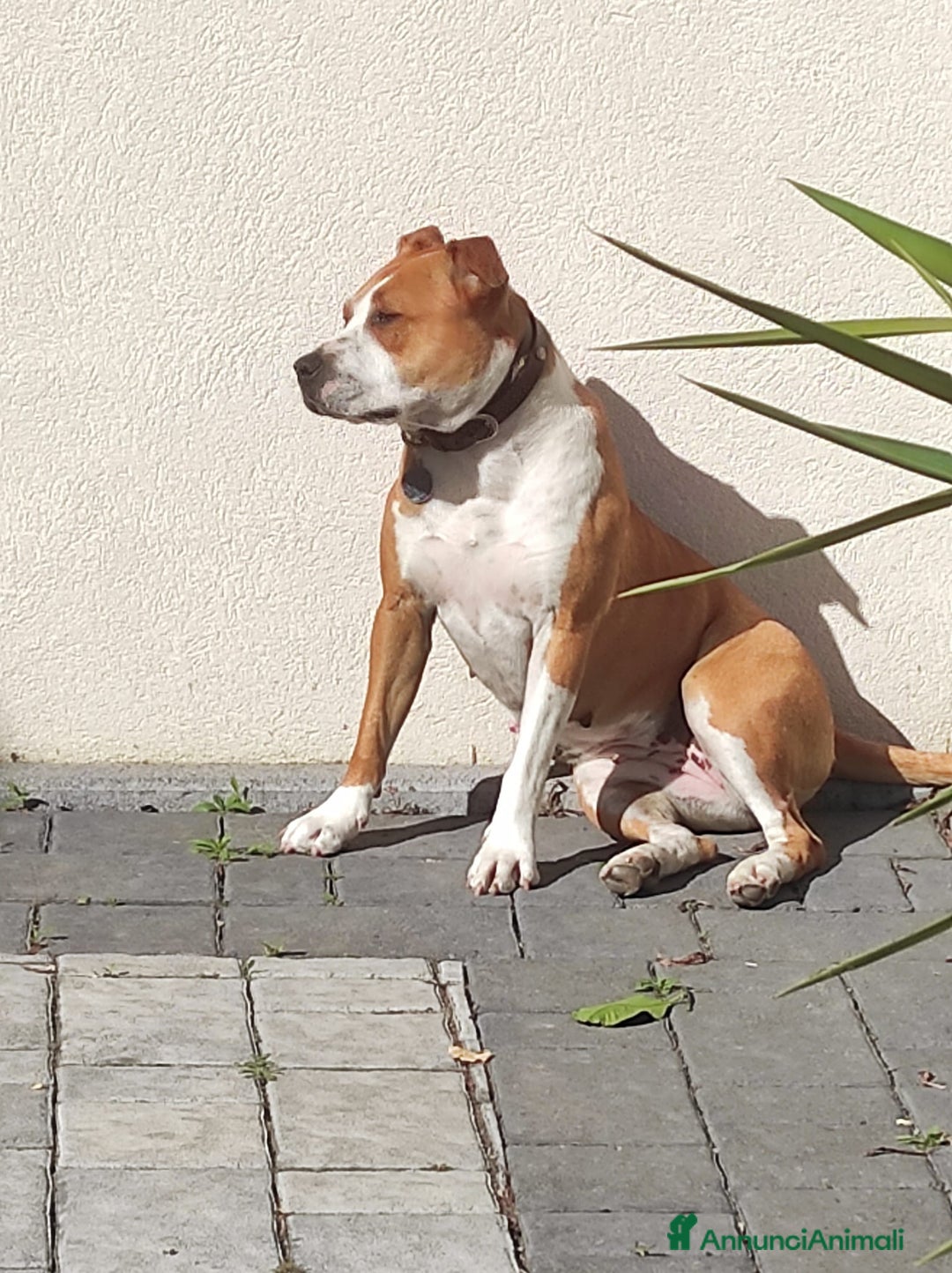 American Staffordshire cani in regalo: Cane in adozione - Annuncio 5