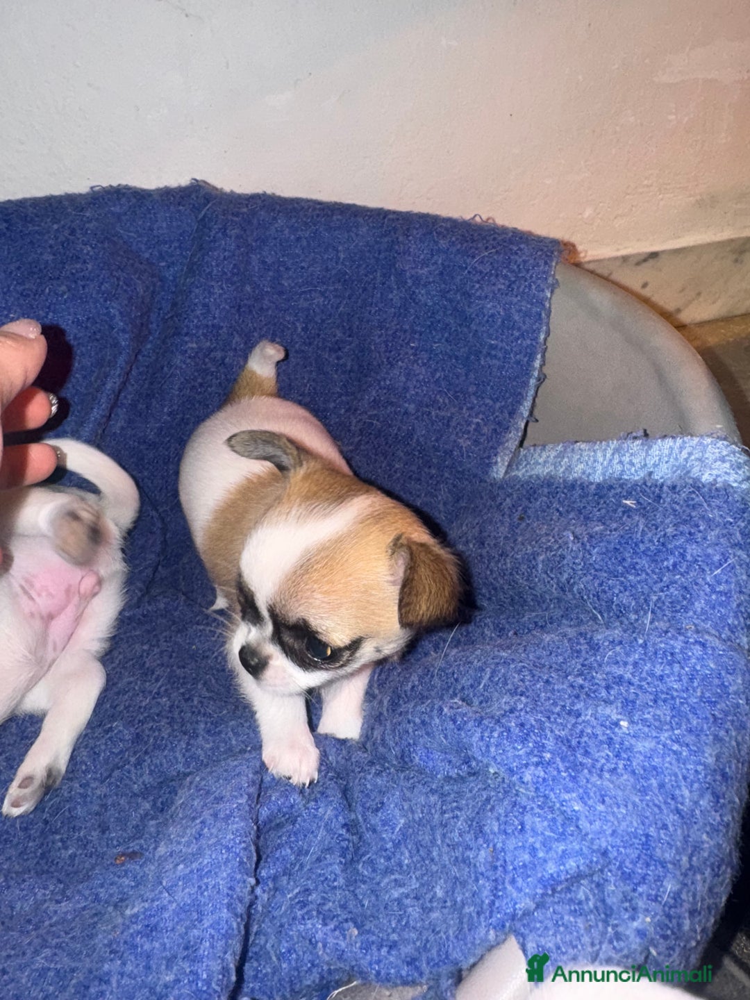 Chihuahua cani in vendita: Chihuahua - Annuncio 3