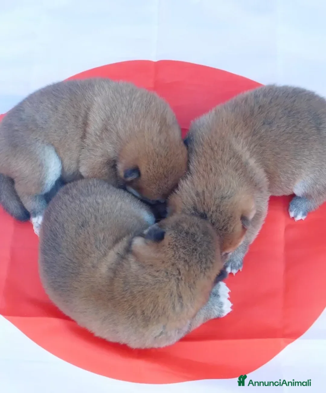 Shiba Inu cani in vendita: Splendido Maschio di Shiba Inu - Annuncio 6