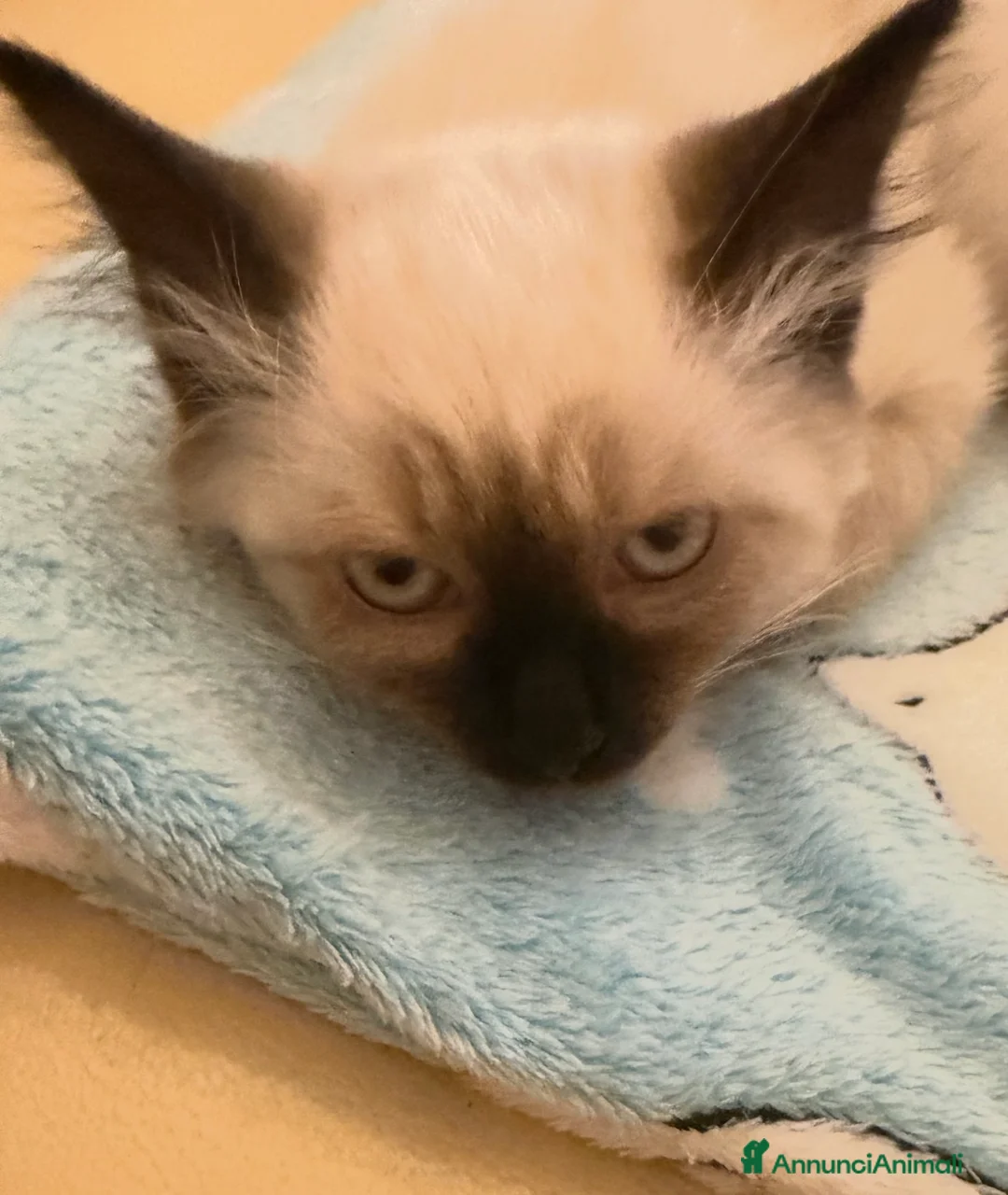 Meticcio gatti in vendita: Cuccioli incrocio Sacro di Birmania/Siamese - Annuncio 5