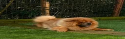 Chow Chow cani per accoppiamento: Chow Chow fulvo con pedigree disponibile per monta a Città Metropolitana di Torino - Annuncio 4