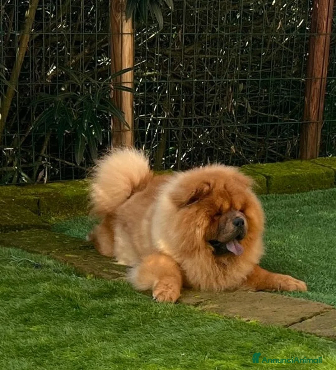 Chow Chow cani per accoppiamento: Chow Chow fulvo con pedigree disponibile per monta a Città Metropolitana di Torino - Annuncio 4