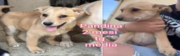 Meticcio cani in regalo: ADOTTA UN CUCCIOLO! a Provincia di Reggio Emilia - Annuncio 1