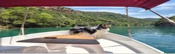 Shetland Sheepdog cani per accoppiamento: Shetland Sheepdog accoppiamento - Annuncio 3