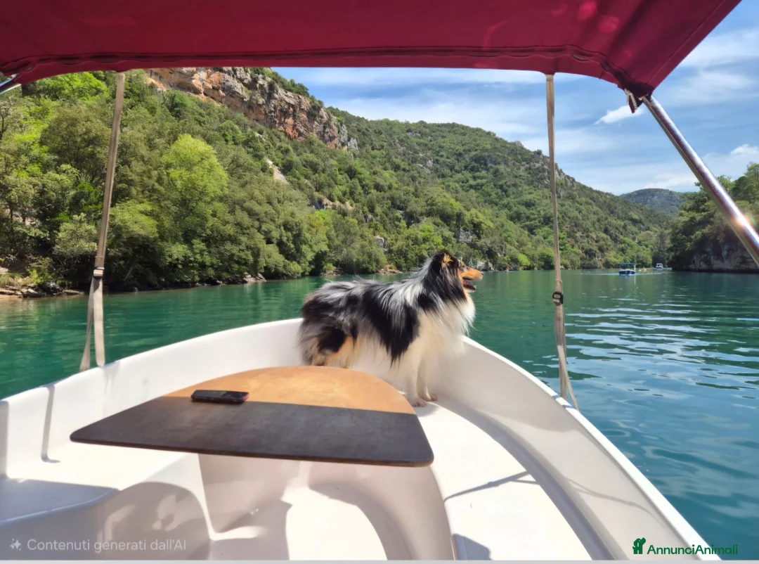 Shetland Sheepdog cani per accoppiamento: Shetland Sheepdog accoppiamento - Annuncio 3