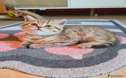Scottish gatti in vendita: Cuccioli scottish fold e straight  a Provincia di Vicenza - Immagine 12