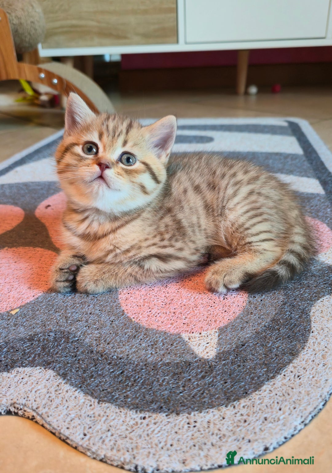 Scottish gatti in vendita: Cuccioli scottish fold e straight  a Provincia di Vicenza - Immagine 12