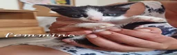Meticcio gatti in regalo: Gattini - Annuncio 4