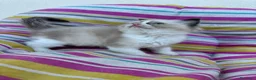 Ragdoll gatti in vendita: Famiglia ragdoll a Città Metropolitana di Torino - Annuncio 2