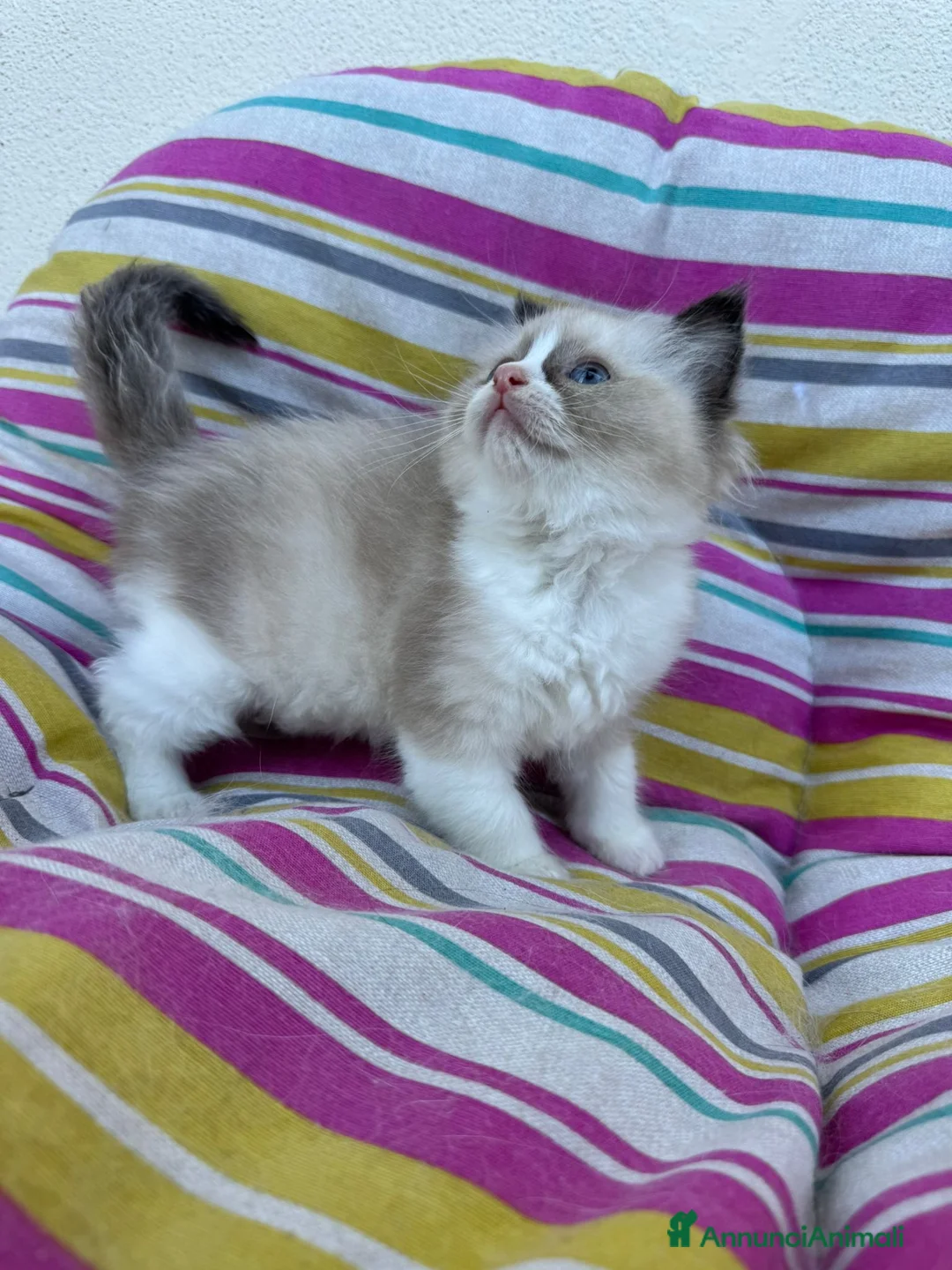 Ragdoll gatti in vendita: Famiglia ragdoll a Città Metropolitana di Torino - Annuncio 2