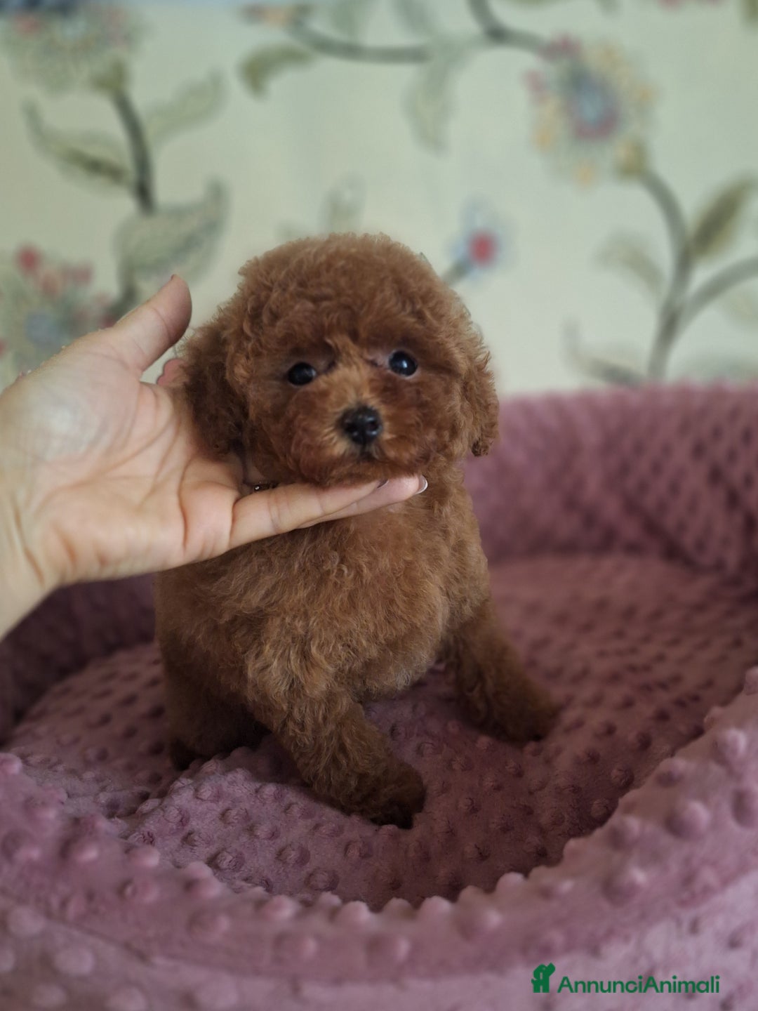 Barboncino cani in vendita: Cucciolata TOY RED con PEDIGREE ENCI + test - Annuncio 8