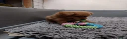 Volpino Italiano cani in regalo: Splendido cucciolo di Volpino (Catania)  - Annuncio 10