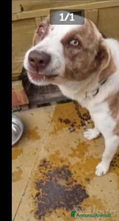 Meticcio cani 3anni maschio ha xso 1occhietto..non trova casa! a Città metropolitana di Milano - Annuncio 2