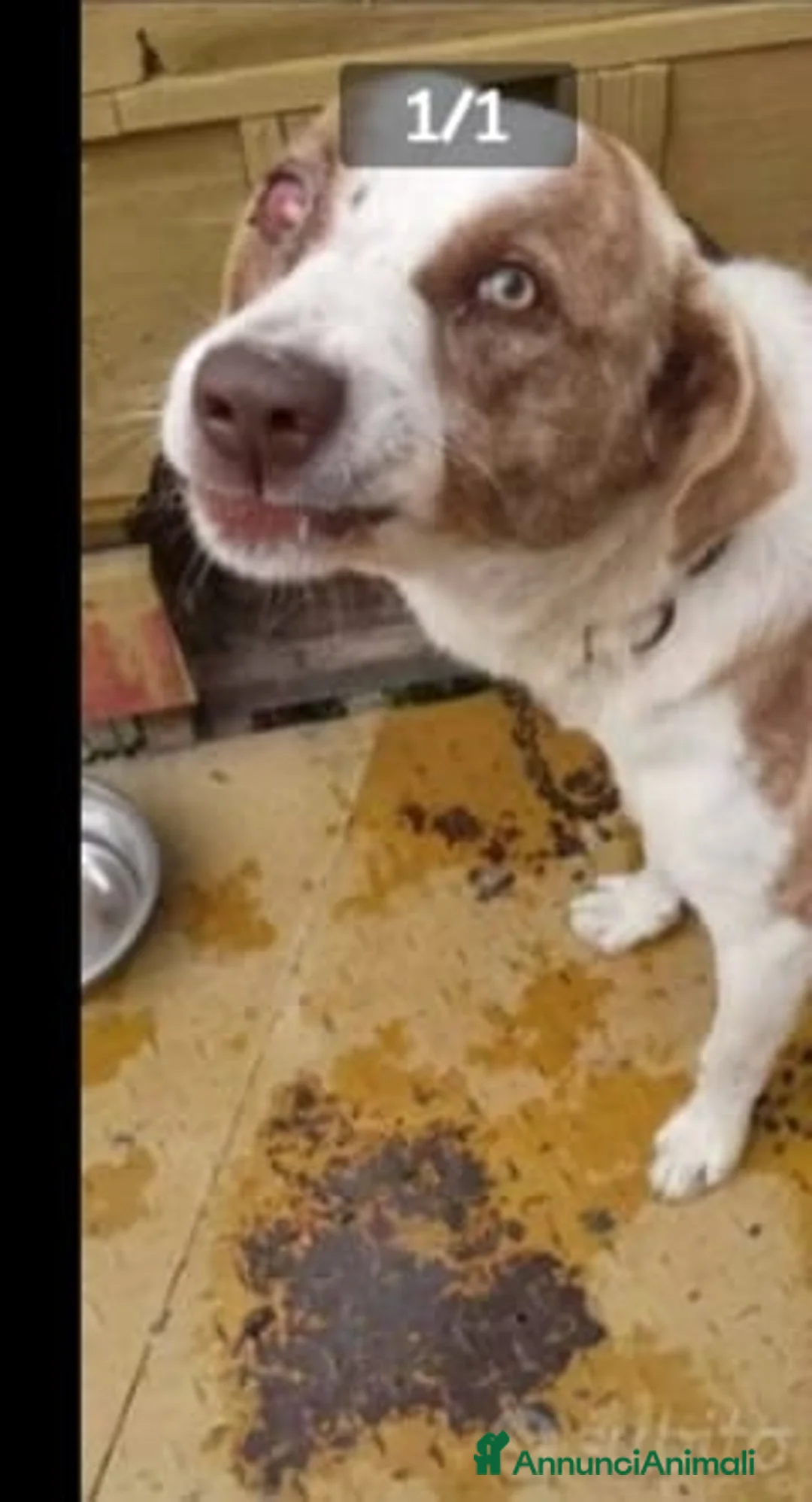 Meticcio cani in regalo: 3anni maschio ha xso 1occhietto..non trova casa! a Città metropolitana di Milano - Annuncio 2