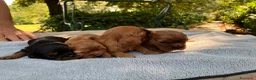 Cavalier King cani in vendita: Cuccioli Rubin di cavalier king  - Annuncio 3