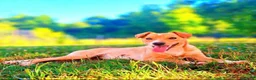 Meticcio cani in regalo: NOVA, cucciola allegrissima! TG PICCOLA - Annuncio 3