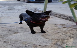 Meticcio cani in regalo: Artù, 9 mesi a Provincia di Bergamo - Immagine 5
