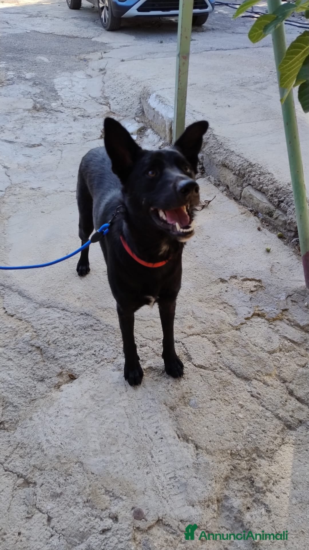 Meticcio cani in regalo: Artù, 9 mesi a Provincia di Bergamo - Immagine 5