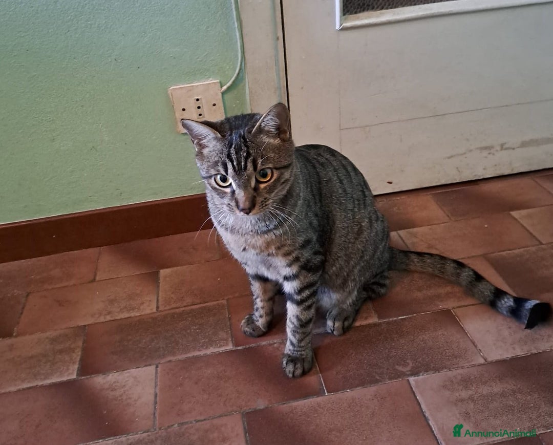 Europeo gatti in regalo: Adorabili gattini da adottare, GRACE e KEVIN! - Annuncio 6