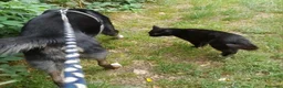 Meticcio cani in regalo: Loky 13ANNI A FINE MESE FINE STALLO! MILANO HELP - Annuncio 3
