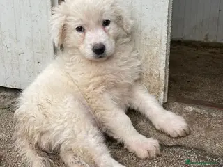 Meticcio cani SPLENDIDA POLPETTINA BIANCA - Annuncio 24
