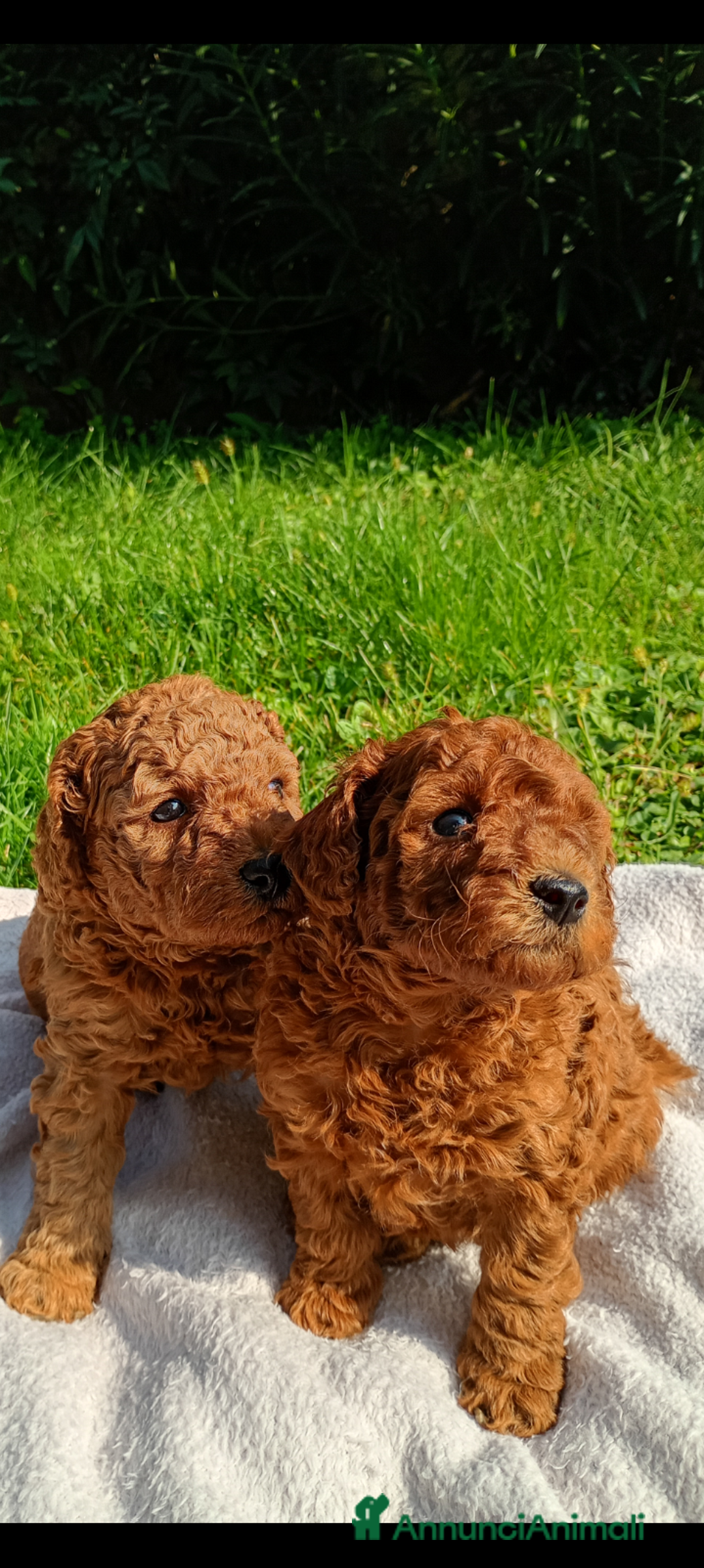 Barboncino Toy cani in vendita: Barboncini Toy Red  - Annuncio 7