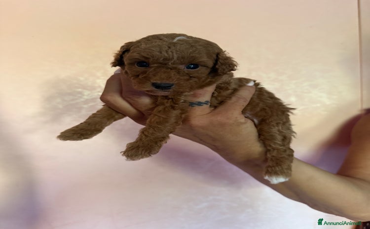 Barboncino Toy cani a Città Metropolitana di Firenze - Annuncio 4