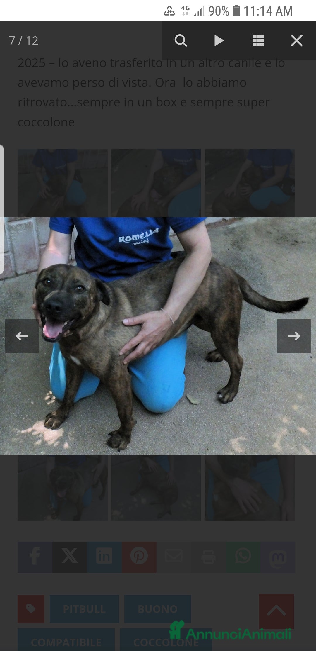 Meticcio cani ADOZ.DEL CUORE: similpit dolce in canile da 4anni - Annuncio 2