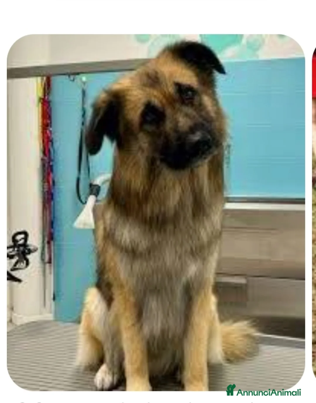 Meticcio cani in regalo: Sandy  a Provincia di Barletta-Andria-Trani - Annuncio 2