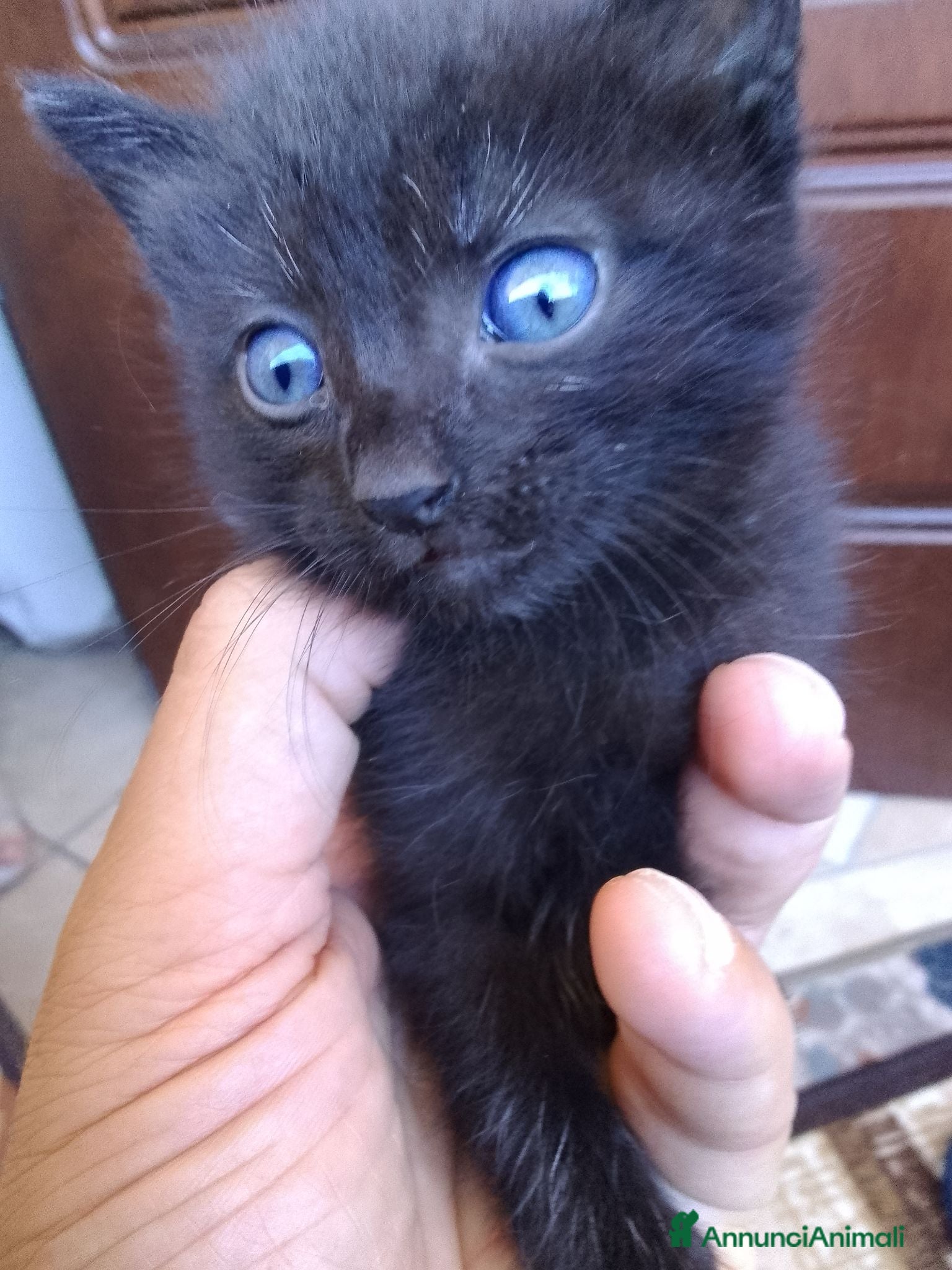 Europeo gatti Micetti cercano casa - Annuncio 21