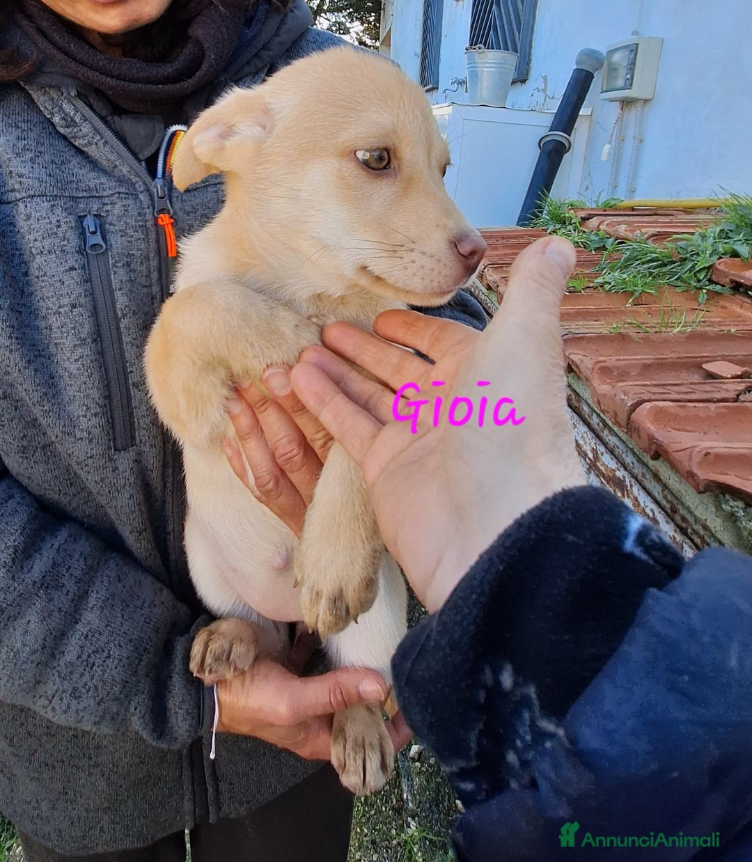 Meticcio cani in regalo: Gioia in adozione - Annuncio 2