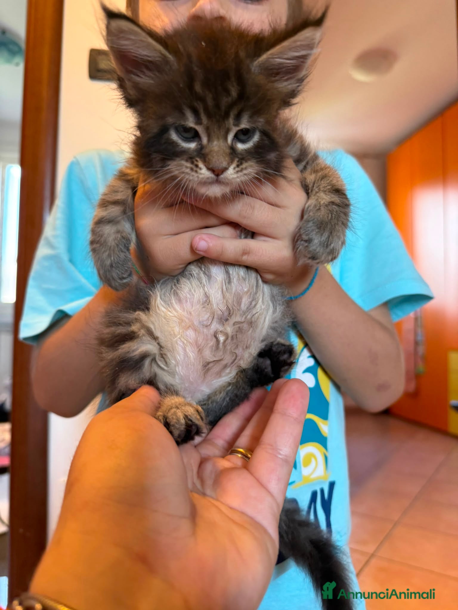 Maine Coon gatti Maine Coon  - Annuncio 1