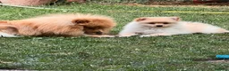 Volpino Italiano cani in vendita: Volpini  - Annuncio 3