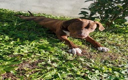 Bull Terrier cani in regalo: APACHE, cucciolo di American Pit Bull Terrier a Provincia di Latina - Immagine 10