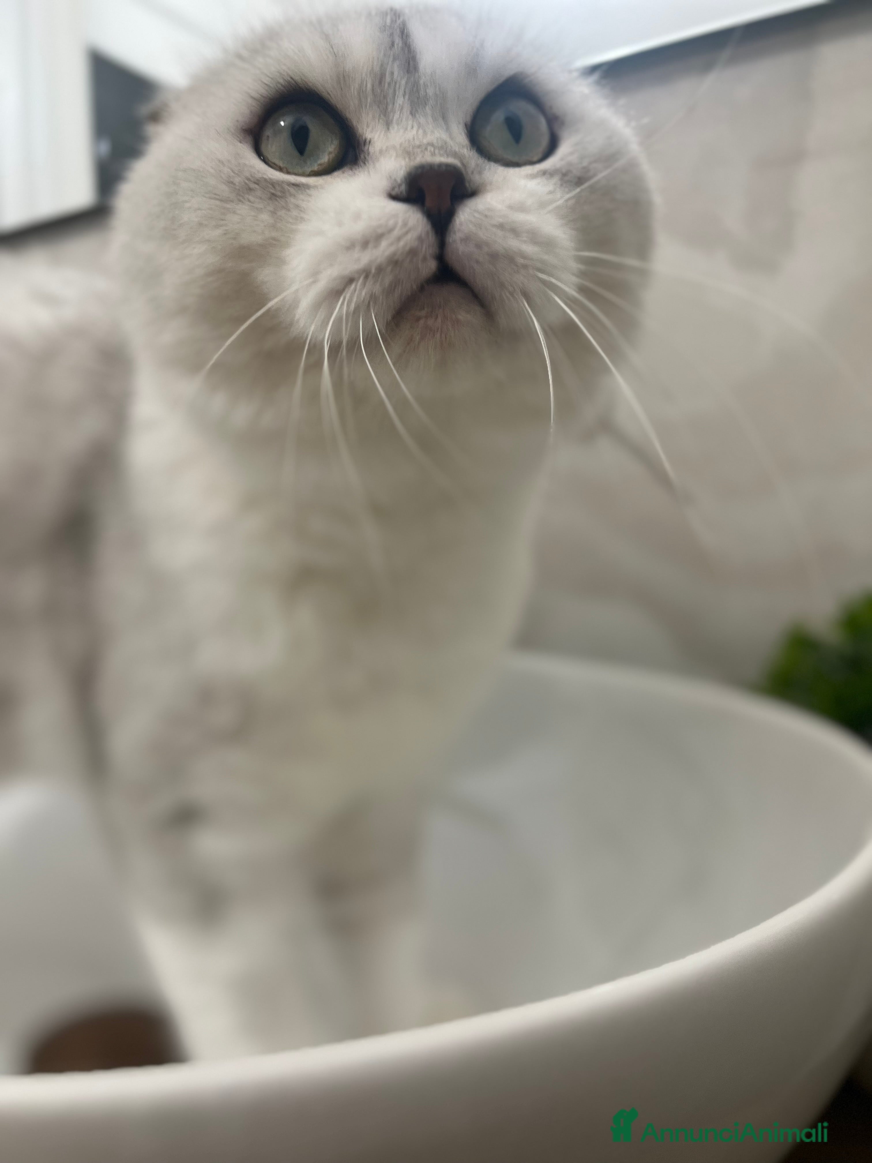 Scottish gatti In regalo - Annuncio 1