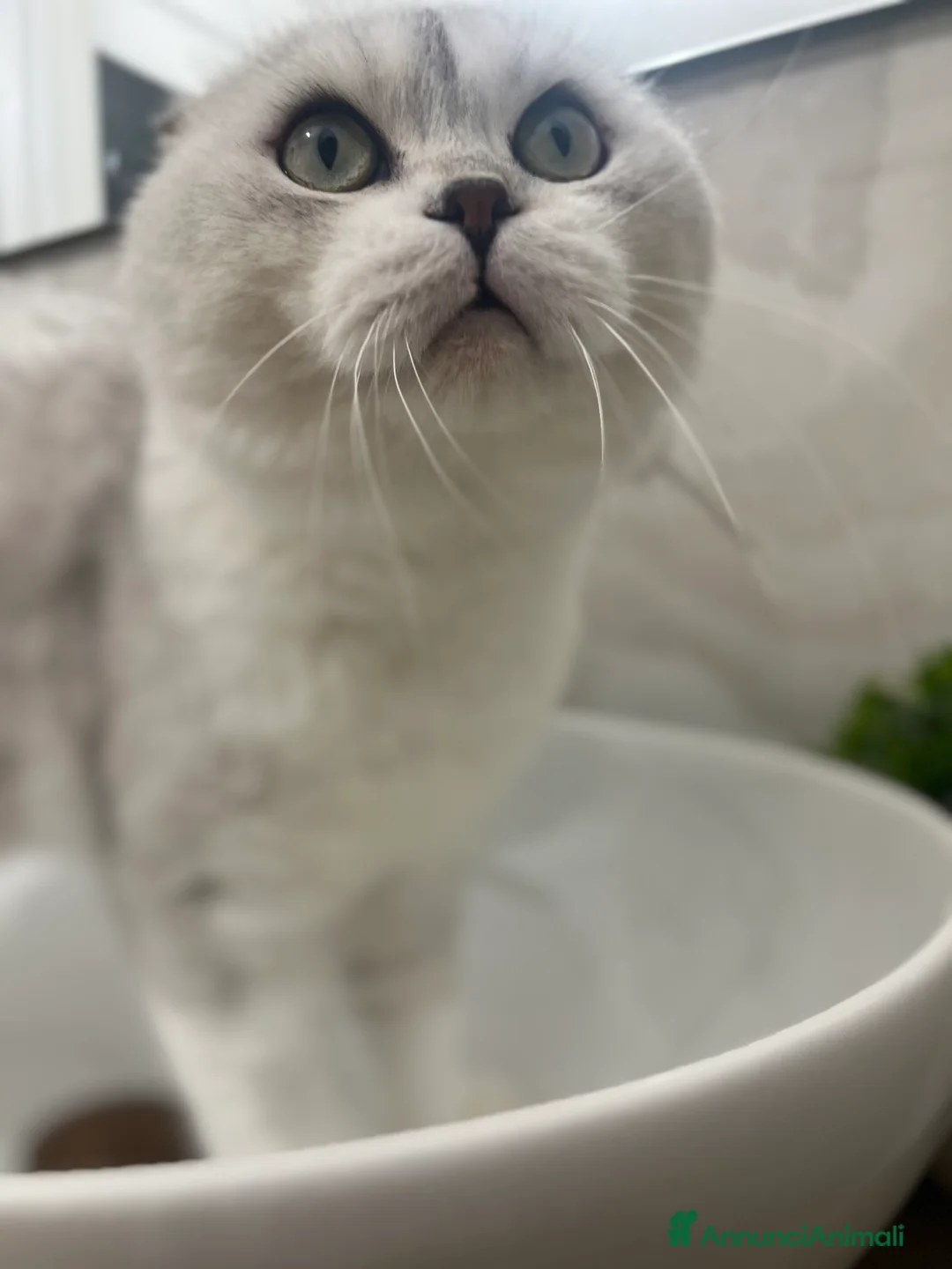 Scottish gatti in regalo: In regalo - Annuncio 1