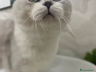 Scottish gatti In regalo - Annuncio 4