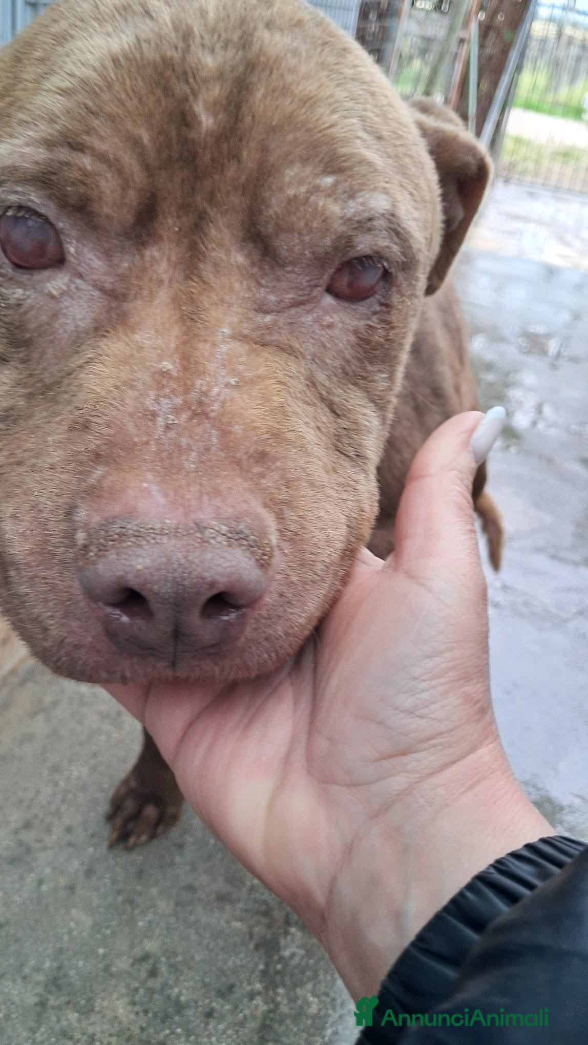 Pitbull cani ADOZ.DEL💔cieco x lesh, buono anchese maltrattato! - Annuncio 1