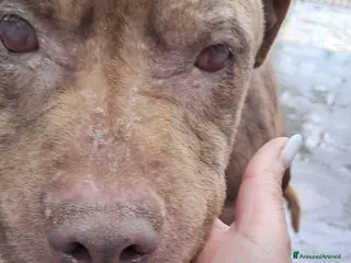 Pitbull cani ADOZ.DEL💔cieco x lesh, buono anchese maltrattato! - Annuncio 1